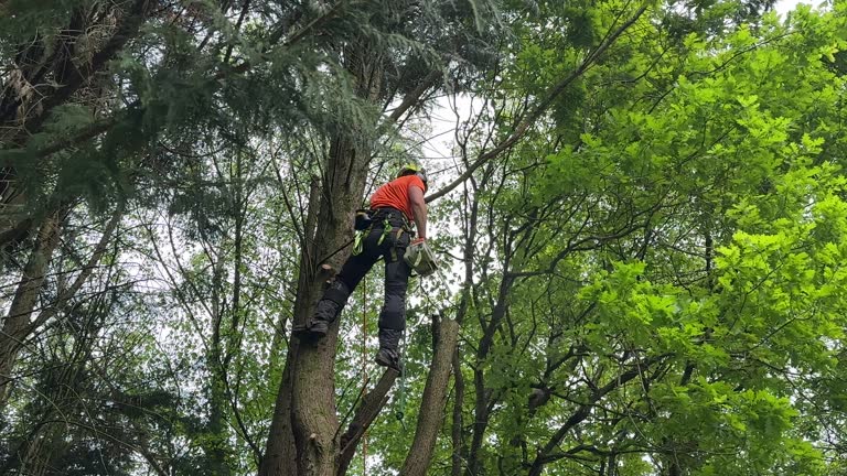 Best Root Management and Removal  in Wallenuck Lake Estates, PA