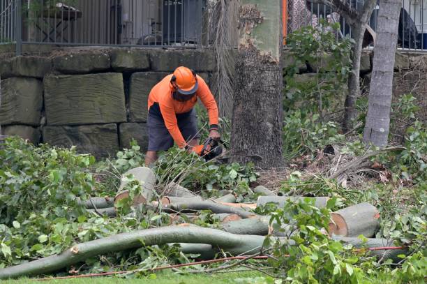 Best Stump Grinding and Removal  in Wallenuck Lake Estates, PA