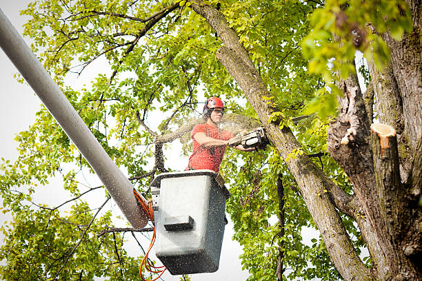  Wallenuck Lake Estates, PA Tree Services Pros